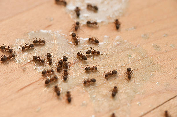 Best Exterminator Services  in Stony Prairie, OH
